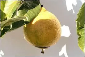 Quel est cet agrume ?