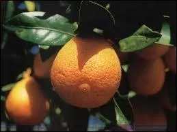 Ce fruit est nomm citrange, quels sont les deux fruits dont il est issu ?