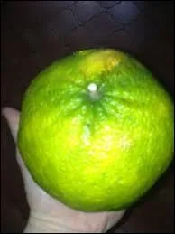 Hybride du citrange et du pomelo, quel est ce fruit ?