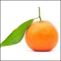 Voici un agrume nomm Mandora, de quels fruits est-il un hybride ?