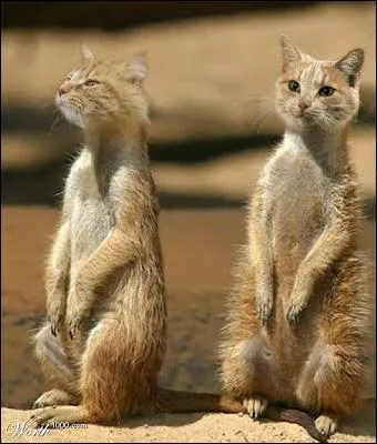 Carnivores tous les deux, du coup la femelle n'a pas oppos de rsistance !