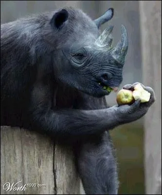 Il a t oblig de descendre de son arbre, et voila le rsultat !