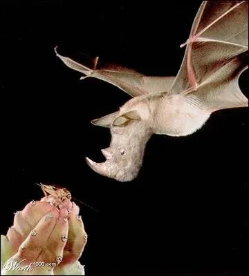 Ca tombe bien, les deux sont vgtariens !