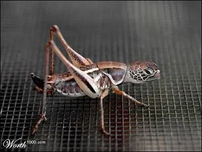 Egalement en rupture de stock, cet trange ...