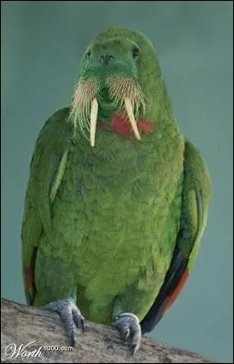 Rien n'est impossible dans ce quiz, vous pouvez mme dgotter ...