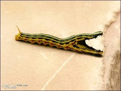 Je sais, c'est difficile, elle voulait pas, mais finalement on obtient ...