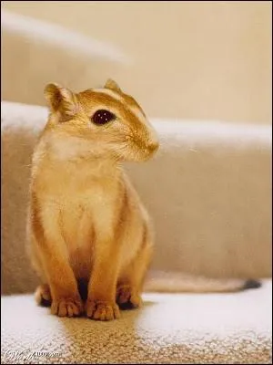 C'tait trs dur, mais finalement voici leur dernier-n !