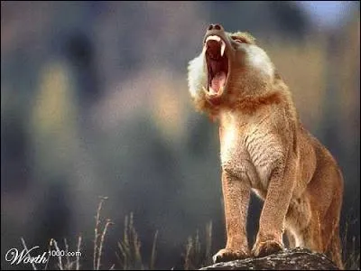 Plus facile, les deux vivent dans la savane africaine, et les crocs du premier n'ont rien  envier aux crocs de la seconde !