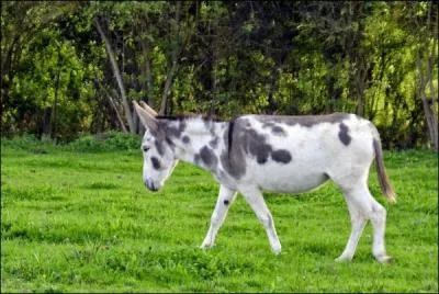 Sa robe est trs originale, quelle est sa race ?