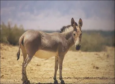Quelle est la race de cet ne sauvage ?