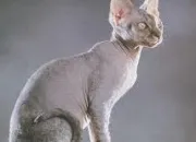 Quiz Nom d'un chat !