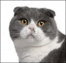 Quel est le nom de ce chat ?