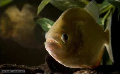 C'est une minuscule lamproie !