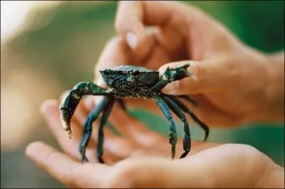 Une clbre  grosse tte  porte ce surnom, l'...