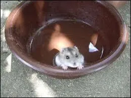 Faut-il donner un bain  son hamster ?