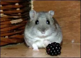 Quel ge avait le plus vieux hamster ?
