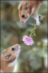  quel ge le hamster russe atteint-il la maturit sexuelle ?