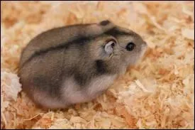 Combien pse environ un hamster russe mle adulte ?