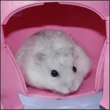 Quelle taille environ mesure un hamster russe adulte (pas nain ! ) ?