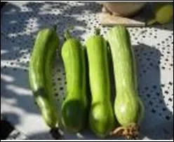 Courge  chair ferme au got musqu et sucr :