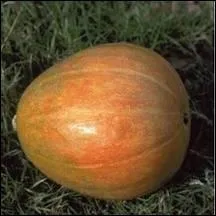 Courge  chair orange, tendre et sucre :