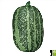 Utilise pour nourrir le btail, sa chair comestible n'a toutefois aucun intrt :