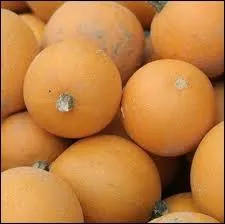 Quelle est cette courge orange et sphrique dont la saveur trs fine rappelle celle de l'artichaut ?