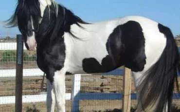 Quiz Galop 1