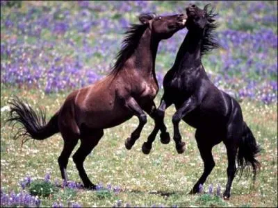 Le cheval qui a de l'autorit sur un autre est ?