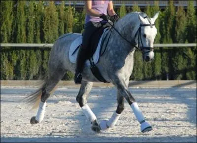 Quelle est parmi ces trois races, la race la plus prometteuse en dressage ?