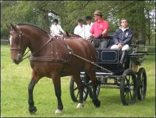 La quelle de ces races est la plus prometteuse en attelage ?