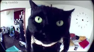 A qui appartient ce chat ?