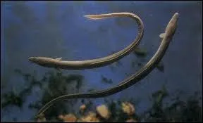 Quelle mer n'est borde par aucune cte continentale ?