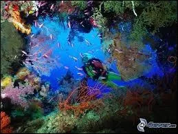 Quel pays n'a PAS ses côtes baignées par la mer de Corail ?