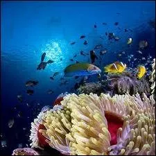 Dans quels pays ne peut-on PAS tremper ses pieds dans la mer Rouge ?