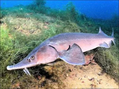 Quels sont les deux pays qui ne bordent pas la mer Noire ?