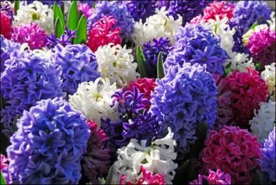 Quel est le nom de cette fleur ?