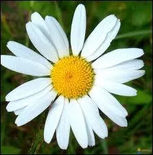 Quel est le nom de cette fleur ?