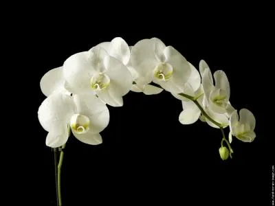 Quel est le nom de cette fleur ?