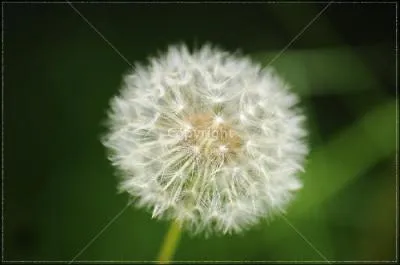 Quel est le nom de cette fleur ?