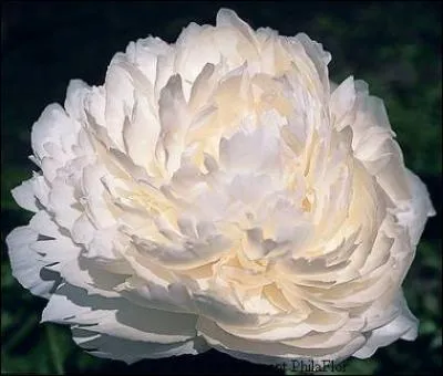 Quel est le nom de cette fleur ?