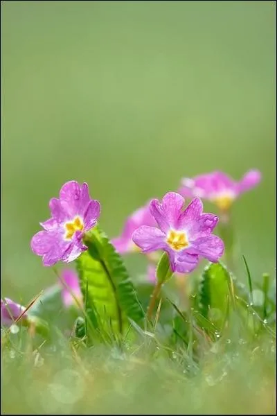 Quel est le nom de cette fleur ?
