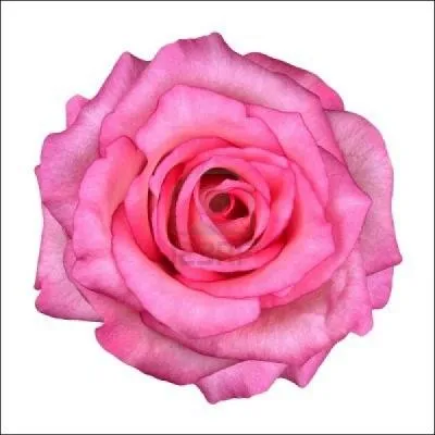 Quel est le nom de cette fleur ?