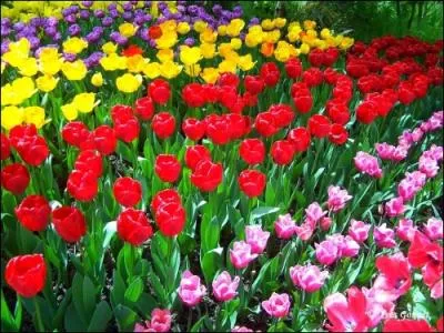 Quel est le nom de cette fleur ?