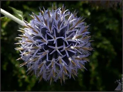 Quel est le nom de cette fleur ?