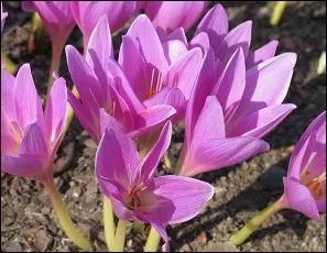 Quel est le nom de cette fleur ?