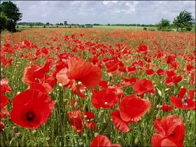 Quel est le nom de cette fleur ?