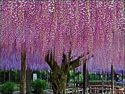 Quel est le nom de cette fleur ?