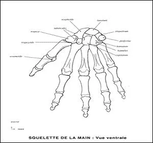 27 os de la main sont rpartis en 3 groupes. Retrouvez la seule bonne proposition.