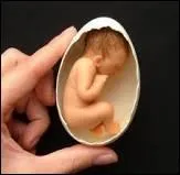 L'oeuf humain existe-t-il ?